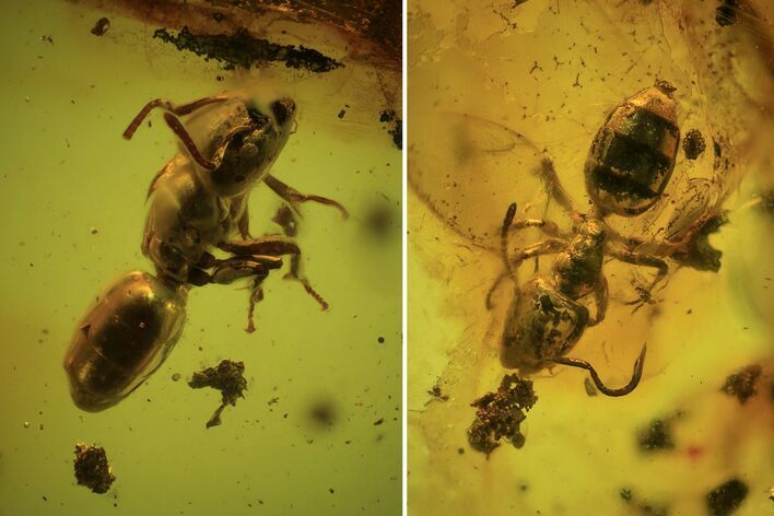 Three Fossil Ants (Formicidae) In Baltic Amber #93847